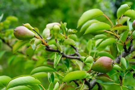 Several young pear fruits on a branch with green leaves.