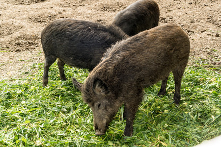 Three wild pigs are eating green plucked grass.の写真素材