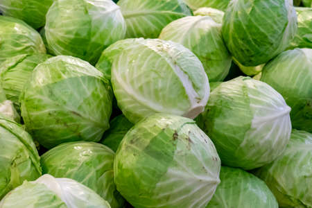 Group of green cabbages in a supermarket. Cabbage background. Fresh cabbage from farm field, a lot of cabbage at market place. Green cabbage for sale at a farmer's market stall.の写真素材