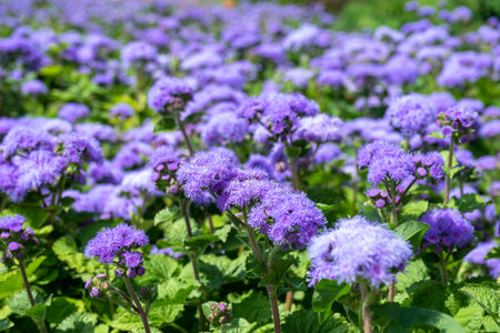 Selective focus of Ageratum billy goat weed flowers. Small purple grass flowers in the garden on blurred background.の写真素材