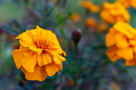 Several marigold flowers close-up. The marigolds in the flowerbed bloomed beautifully. Bright flowers on a green background.の写真素材