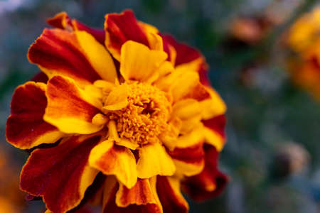 Close-up of a large and bright marigold flower. Clouse upの写真素材