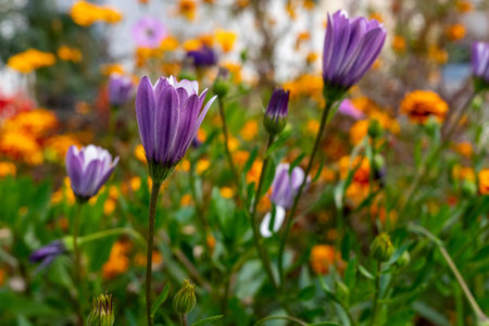 Many bright purple flowers in a flower bed with yellow flowers. selective focus.