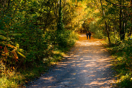 Autumn landscape. The road through the autumn park