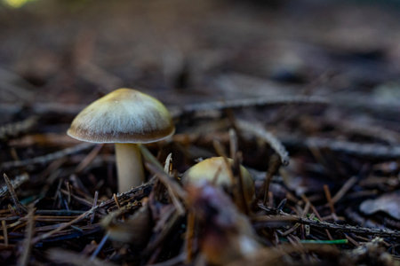 Two mushrooms close-up. Selective focus on blurred background.の写真素材