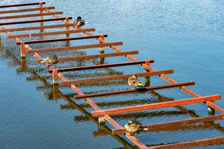Wild ducks sit on a metal structure on a lake.の写真素材