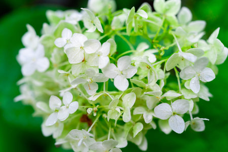Inflorescence of small white flowers on a green background