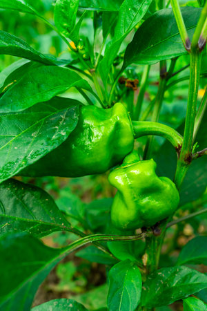 Cultivation of large green pepper in conditions of insufficient irrigationの写真素材
