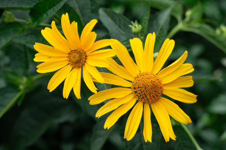 Two large yellow flowers close-up. Yellow daisy