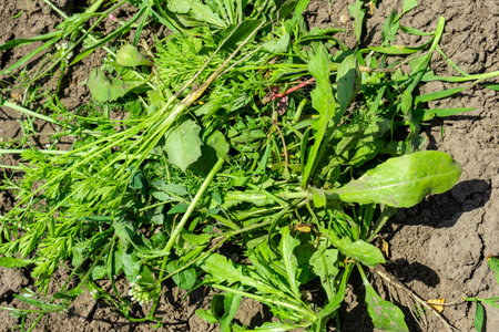 A pile of uprooted weeds on the ground under sunlight.