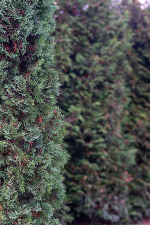 Tall, lush green coniferous trees form a thick barrier, providing privacy and beauty in an outdoor setting. Sunlight filters through the foliage, enhancing the tranquil atmosphere.の写真素材