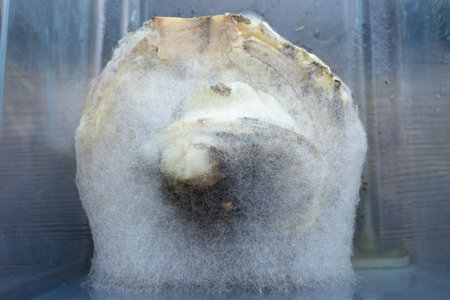 Improper storage of a head of cabbage. Mildew on cabbage. Close-up of a head of spoiled cabbage.の写真素材