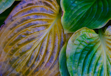 Colorful hosta leaves display rich textures and gradients in a serene garden setting. The vibrant...