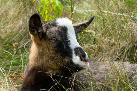 A young goat relaxes in a field, surrounded by tall grass. The sunlight highlights its features, creating a serene atmosphere. Nature thrives in this tranquil moment.の写真素材