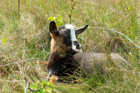 A goat relaxes in a lush green field, surrounded by tall grass and plants. The animal enjoys the warmth of the sun on a clear afternoon, finding peace in nature.の写真素材