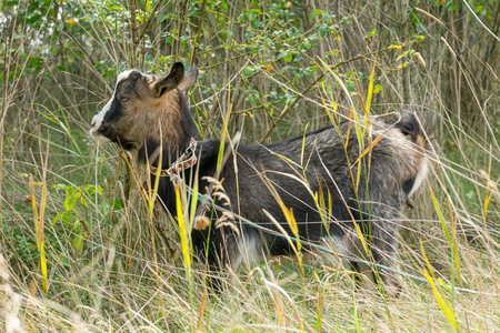 A young goat is seen foraging among tall grass and shrubs. The animal explores its surroundings, showcasing its natural behavior in a lush green environment.の写真素材
