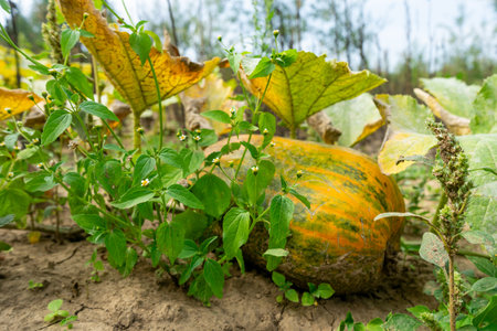 A vibrant pumpkin sits nestled among green leaves and grasses in a field. The sun shines brightly, highlighting the natural beauty of the rural landscape.の写真素材