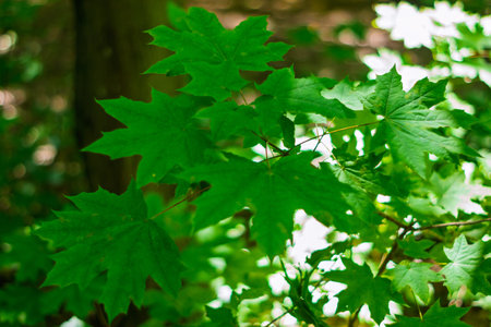 Bright green maple leaves glisten under the warm sunlight in a lush forest. The vibrant foliage...