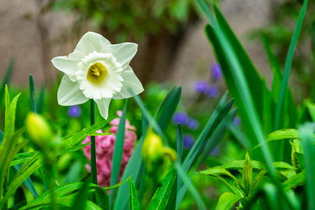 A single daffodil stands out among lush green leaves and colorful flowers in a garden. This cheerful bloom showcases the beauty of spring with its delicate petals and bright yellow center.の写真素材