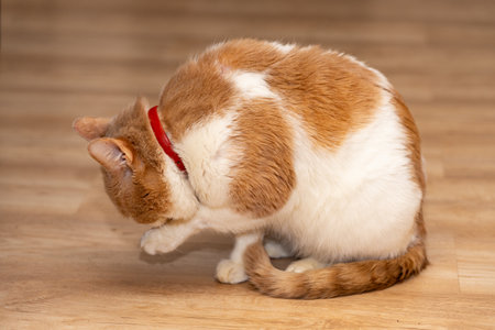 A fluffy orange and white cat is cleaning its paw while sitting on a warm wooden floor. The cozy indoor setting adds to the relaxed atmosphere of the moment.の写真素材
