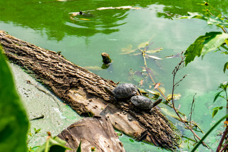 Two turtles rest on a log protruding from a vibrant green pond surrounded by foliage. The tranquil setting captures a peaceful moment in nature during daylight.の写真素材