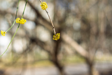 Delicate yellow flowers emerge on a slender branch, showing the beauty of nature in early spring....