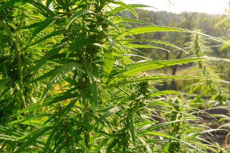 Lush green hemp plants grow vibrantly in a rural landscape, basking in warm sunlight. The scene captures their detailed leaves and sturdy stalks against a natural background.の写真素材