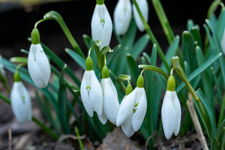 Delicate snowdrop flowers with white petals and green accents thrive in a garden during early spring. Their soft appearance signifies the arrival of warmer weather and renewal.の写真素材