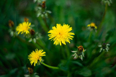 Bright yellow dandelions bloom amid lush green grass in spring gardenの写真素材