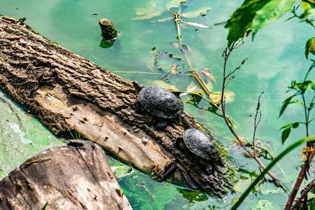 Two turtles rest on a fallen log along the edge of a green pond. The warm afternoon sunlight illuminates the vibrant surroundings filled with leaves and calm water.の写真素材