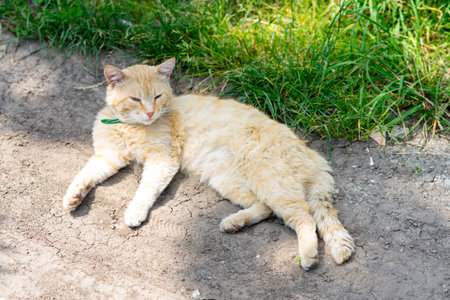 A light orange cat lounges comfortably on the dirt path, enjoying the warmth of the sun. Surrounding lush green grass adds a vibrant contrast to the scene.の写真素材