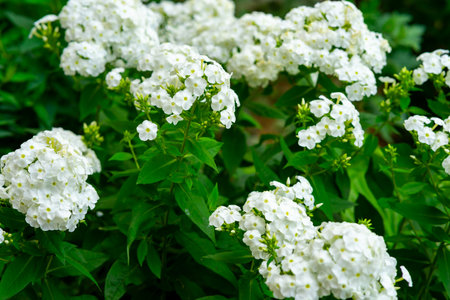 Lush green foliage surrounds clusters of delicate white flowers, blooming vibrantly in a garden during the spring. The scene captures nature's beauty and tranquility.の写真素材
