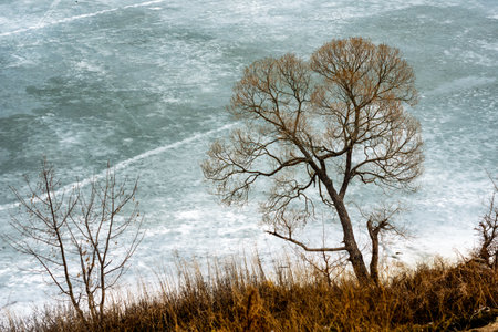 A bare tree stands alone on the edge of a frozen lake, surrounded by icy ground and subtle winter colors. Winter sunlight casts a serene atmosphere over the tranquil scene.の写真素材