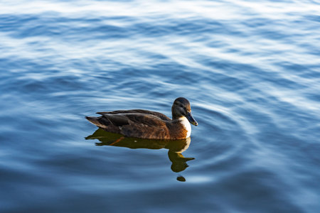 A duck glides through the tranquil waters of a lake, creating gentle ripples. The soft light of the golden hour illuminates the scene, enhancing the serene atmosphere.の写真素材