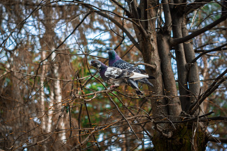 Two pigeons are seen perched on branches of a tree in a peaceful forest. The surrounding trees are bare, hinting at the autumn season with crisp air and soft light.の写真素材