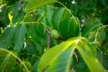 A young green walnut is nestled among vibrant leaves on a tree branch. The bright foliage reflects sunlight, creating a lively atmosphere in the garden during summer.の写真素材