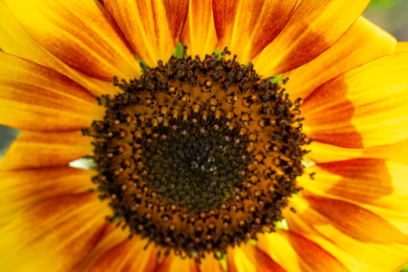 Bright sunflower blooms under the summer sun, showing its striking yellow petals and intricate center filled with seeds. Nature thrives in this lively scene of growth.の写真素材