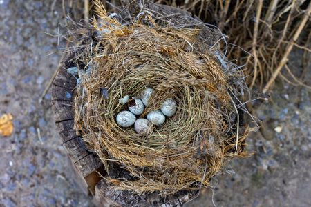 A nest made of twigs and dried grass sits on a wooden stump. It contains several blue and speckled...