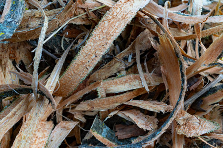 A collection of wood shavings covers the floor of a woodworking workshop. The shavings are varying...