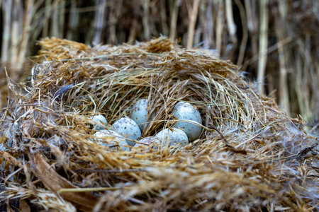 A birds nest rests among dried grass, containing several speckled eggs. The nest is surrounded by natural elements, creating a tranquil and harmonious setting during daylight.の写真素材