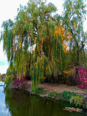 Willows with cascading leaves display vibrant autumn hues by a calm pond. Surrounding foliage reflects on the water's surface, creating a peaceful natural scene in the fall.の写真素材