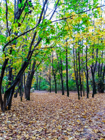 Vibrant autumn colors fill the forest as leaves carpet the ground. Tall trees with golden and orange foliage create a serene pathway. The scene captures the essence of fall in nature.の写真素材