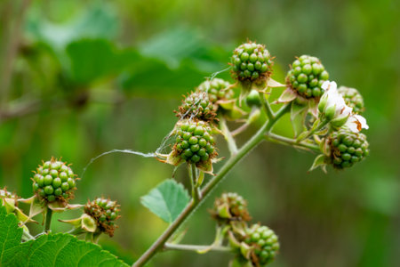 Tiny green berries can be seen developing on a vine, surrounded by vibrant leaves and a delicate white flower, indicating the early stages of fruit growth during springtime.の写真素材