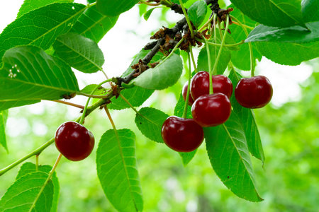 Bright red cherries dangle from a green leafy branch, showing their glossy skin under soft natural...