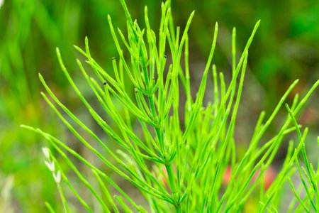 Vibrant green plants thrive in a sunny garden setting. The slender leaves stretch upward, capturing sunlight and adding a refreshing touch to the natural landscape.の写真素材