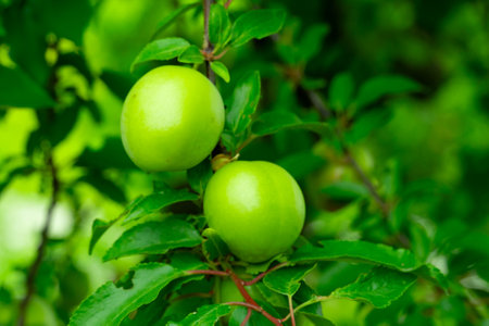 Two shiny green apples hang on a branch surrounded by vibrant green leaves in a garden. Sunlight filters through the foliage, highlighting their freshness and ripeness.の写真素材