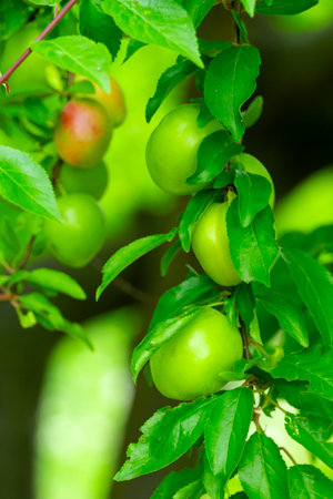 Lush green apples hang from branches amidst bright green leaves on a warm afternoon. The sunlight highlights their glossy skin and the vitality of the surrounding foliage.の写真素材
