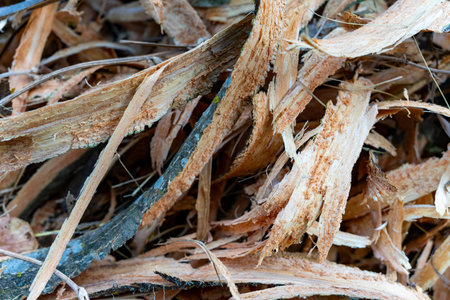The close-up view captures various wood shavings and splinters, showing shades of brown and beige....