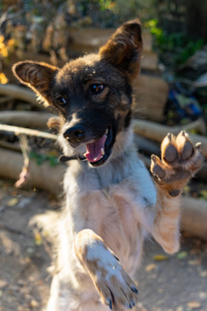 A lively dog stands on its hind legs, playfully waving its paw in a sunny outdoor environment filled...