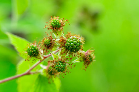 Small green blackberry buds emerge amidst vibrant green foliage, showing the initial stages of growth in a natural setting during spring or summer.の写真素材